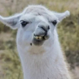Deadlycutellama A
