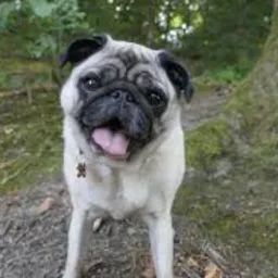 Mao Tête de